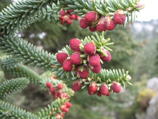 Sapin (Abies pinsapo)
