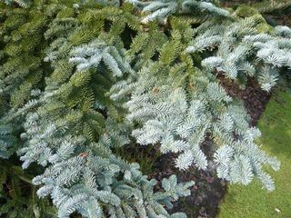 Sapin - Abies procera glauca
