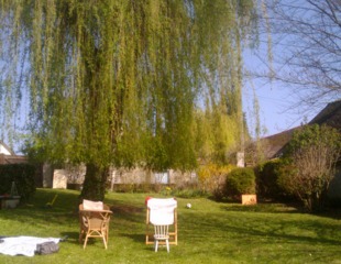 Saule pleureur