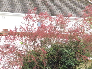 Tamaris de printemps