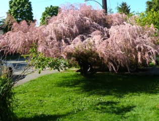 Tamaris de printemps - Tamarix tetandra