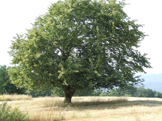 Tilleul (Tilia cordata)
