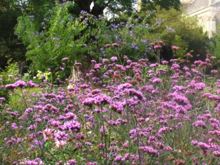 Verveine de Buenos Aires - Verbena bonariensis
