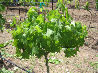 Vigne avant la taille de début d'été