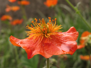 Benoîte - Geum coccineum 'Cooky'