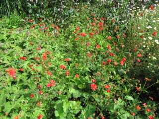 Benoîte - Geum chiloense 'Mrs Bradshaw'