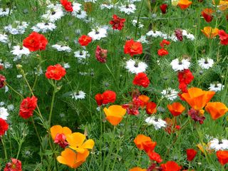 Benoîte (rouge), pavots (orange) et nigelle (blanche)