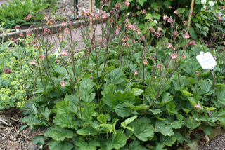 Benoîte des ruisseaux - Geum rivale