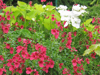 Diascia hybride (rose)