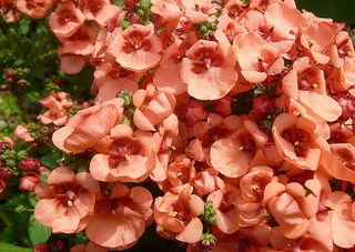 Diascia 'Salmon Supreme'