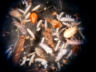 Mésofaune du sol : collemboles et acariens