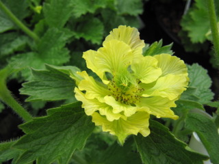 Benoîte - Geum 'Banana Daïquiri'