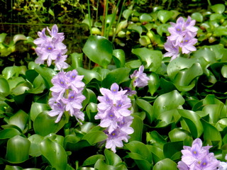 Jacinthe d'eau (Eichhornia crassipes)