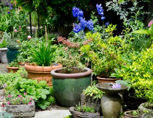 Jardin de pots