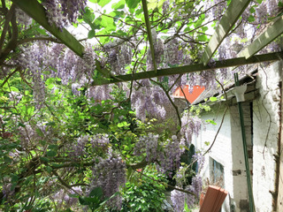 Glycine grimpant sur une pergola - Jardin citadin