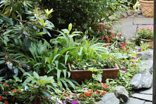 Jardin citadin à l'ombre