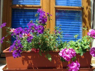 Jardinière de géraniums et verveine