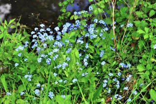 Myosotis aquatique (Myosotis palustris)