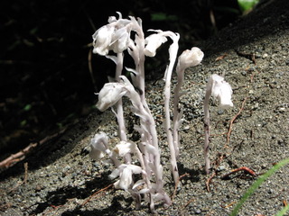Monotropa uniflora : plante dépourvue de chlorophylle