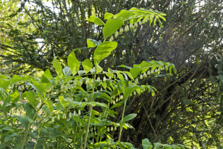 Polygonatum x hybridum (sceau de Salomon)