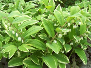 Polygonatum odoratum 'Variegatum'
