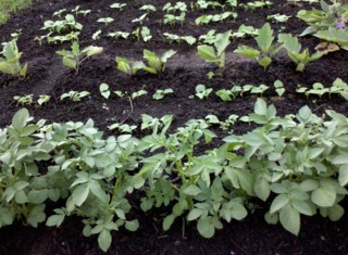 Potager en sol humifère