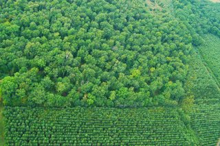 Forêt