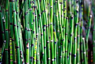 Prêle aquatique (Equisetum fluviatile)