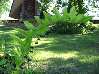 Sceau de salomon, Polygonatum : fruits