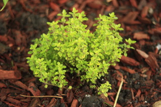 Thymus x citriodorus 'Archer's Glod'