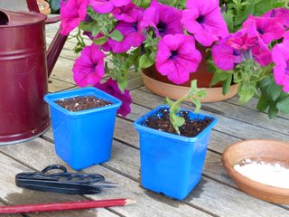 Bouturage du surfinia