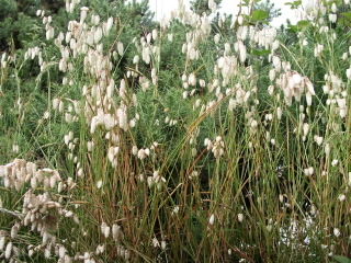 Briza maxima
