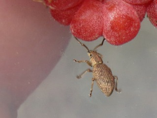Byturus tomentosus - Adulte