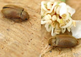 Byturus tomentosus : adulte