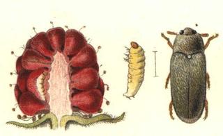 Byturus tomentosus : différents stades