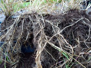 Rhizomes de chiendent