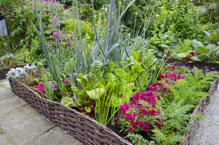 Potager fleuri en carrés