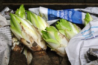 Endives