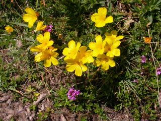 Linum flavum, lin jaune