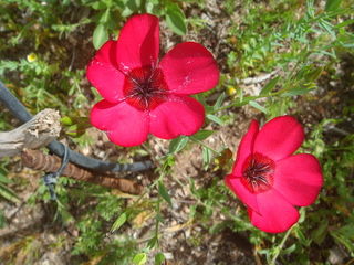 Lin à grandes fleurs (Linum grandiflorum)