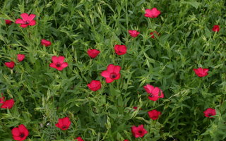 Linum grandiflorum, lin à grandes feurs