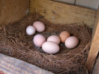 Oeufs dans le couvoir