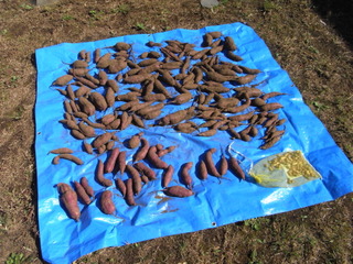 Récolte de patates douces