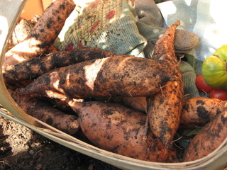 Patates douces