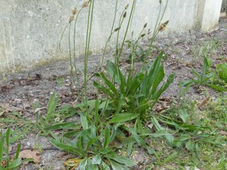 Plantain