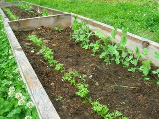 Pois et carottes au potager