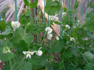 Pois gourmands en fleur sous un filet anti-insectes