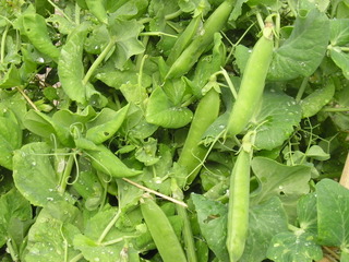 Pois à grains ridés 'Alderman'