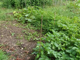 Rotation des cultures au potager