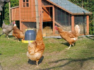 Poulailler et poules